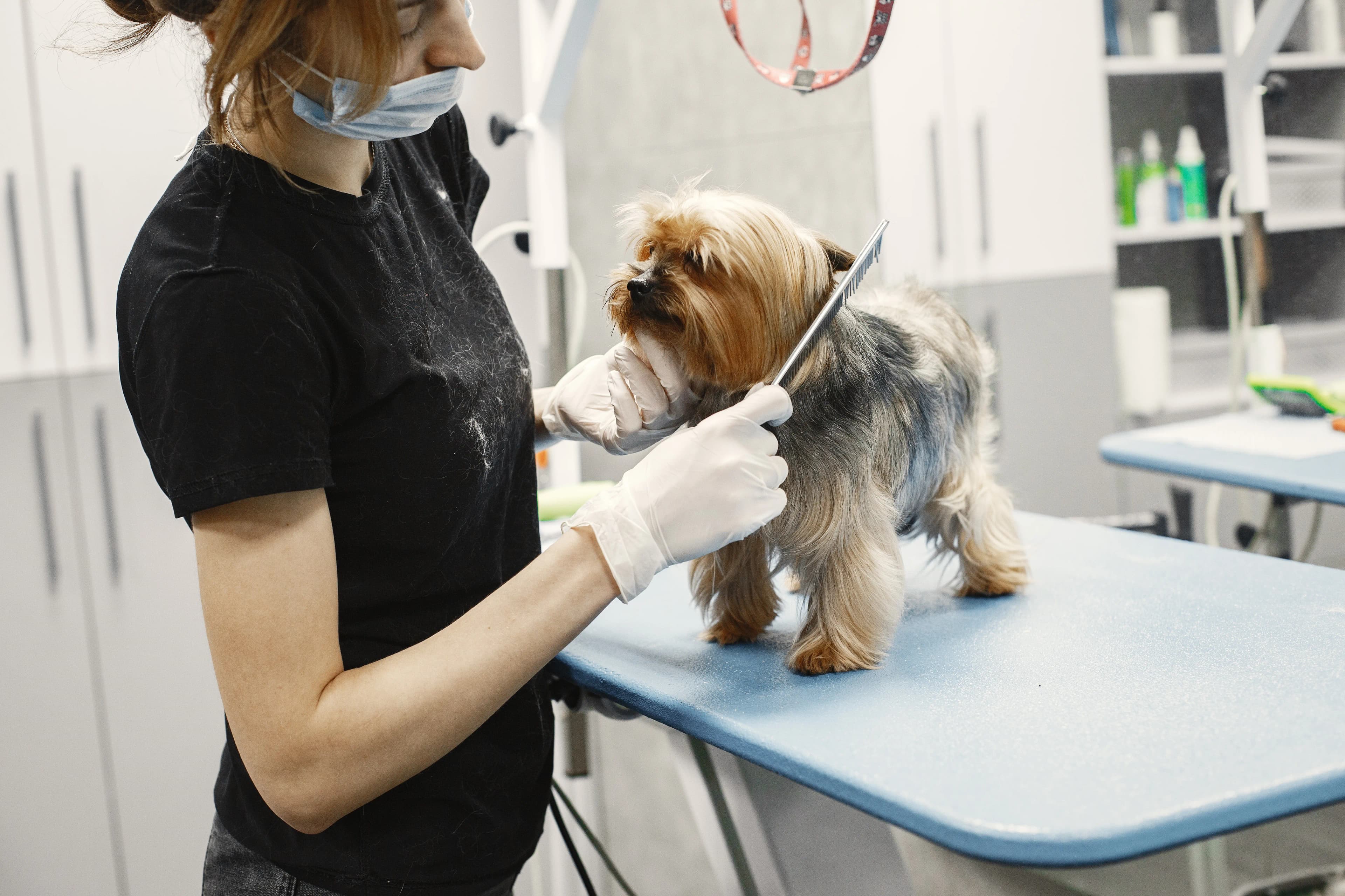Dog being groomed at a pet grooming salon